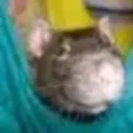 Muppet Rat